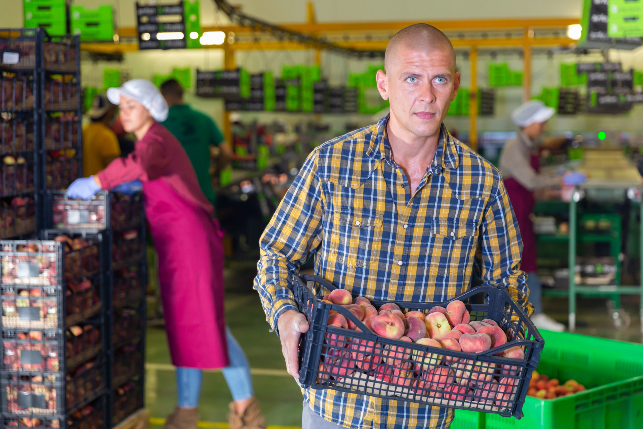 Trabajador ucraniano manipulando fruta 