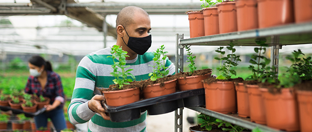 Gardeners in masks holding spearmint seedlings in pots