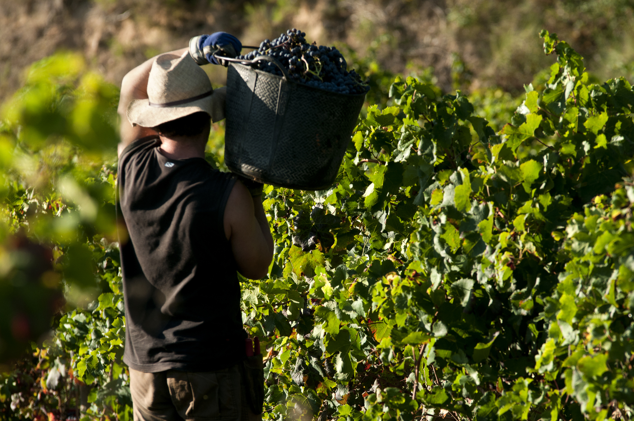 Trabajador en la vendimia