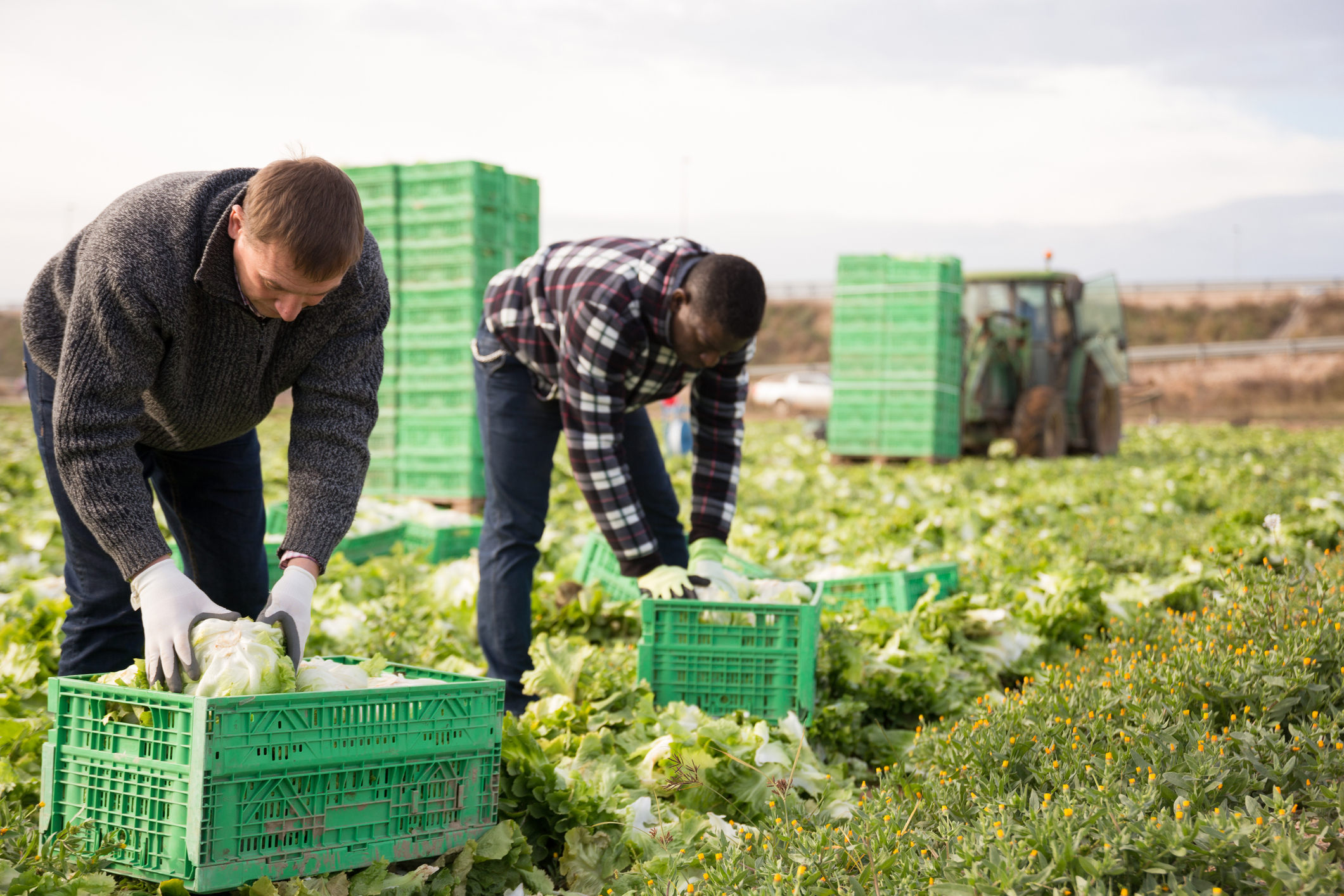 Trabajadores extranjeros en el campo