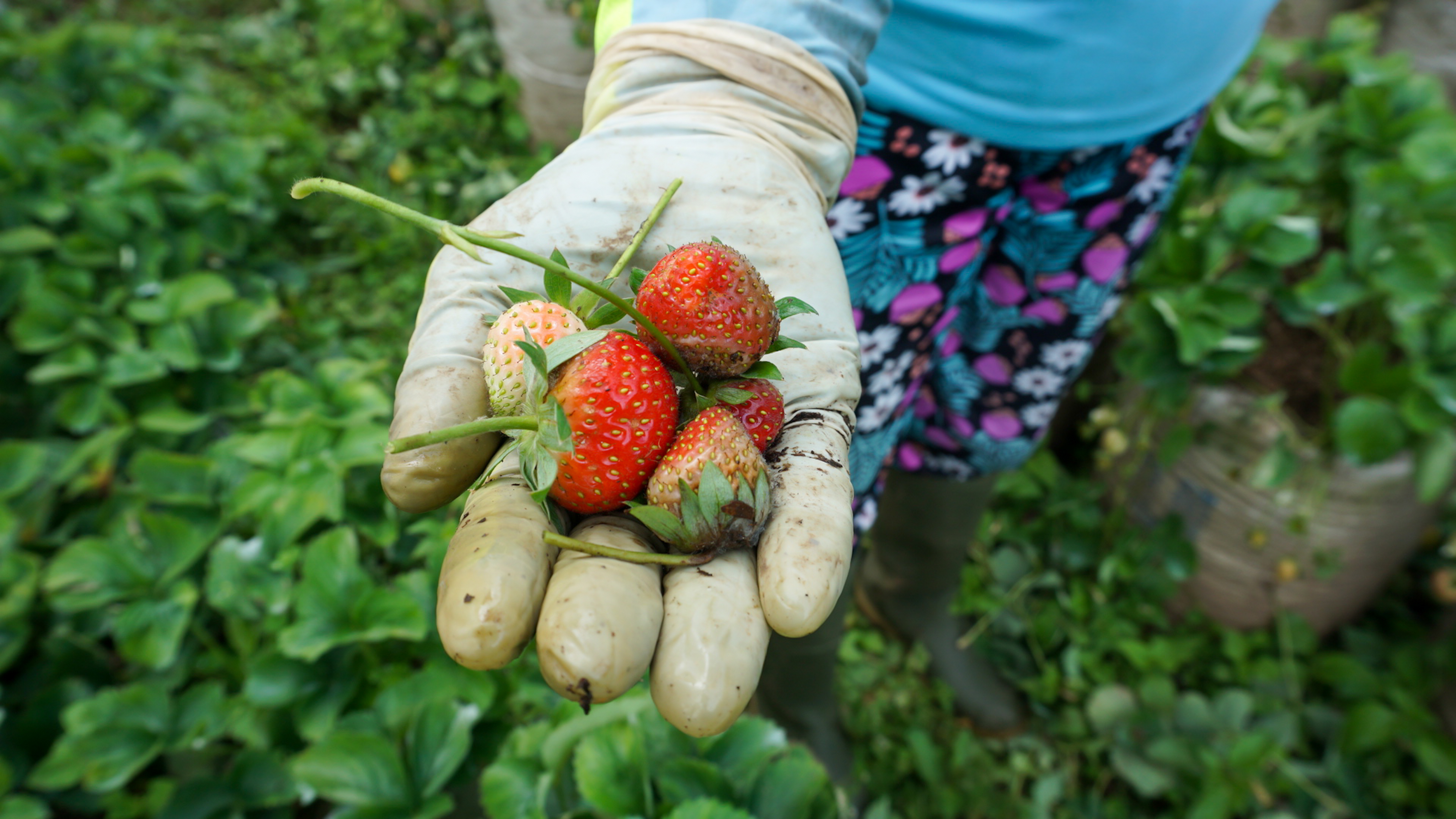 Recogida de fresa